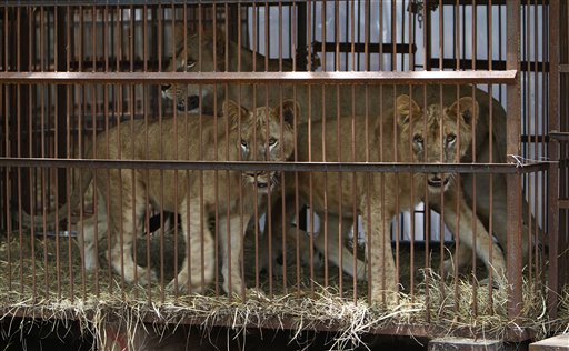 Photo from Washington Times article “Britain bans wild animals from traveling circuses”