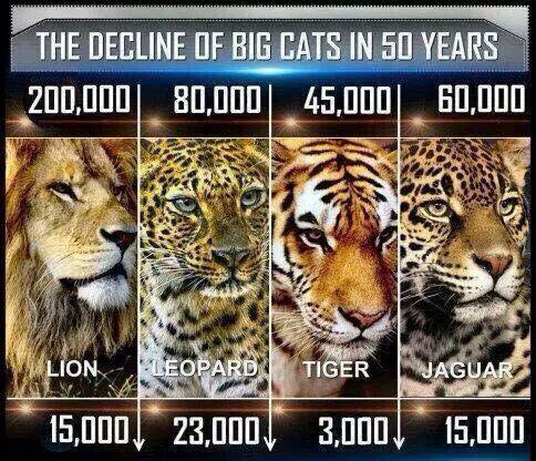 Big Cat Threatened Poster
